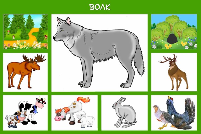 Про диких животных для детей + карточки кто где живет и чем питается