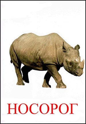 Носорог картинка для детей
