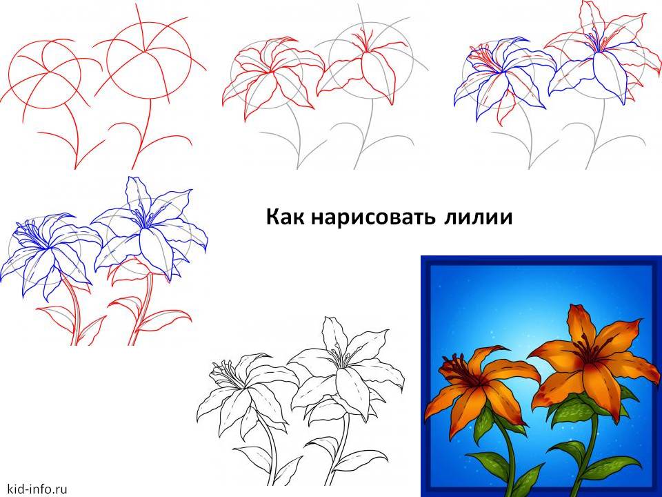 Как поэтапно рисовать лилии поэтапно