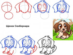 Как нарисовать щенка Сенбернара