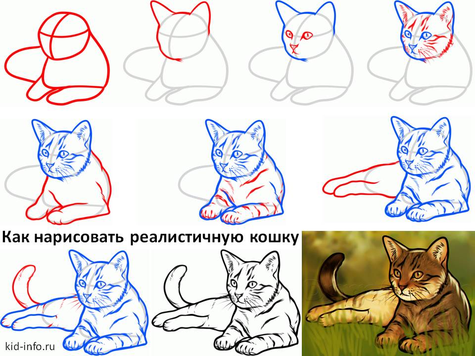 Картинки Котят Для Начинающих