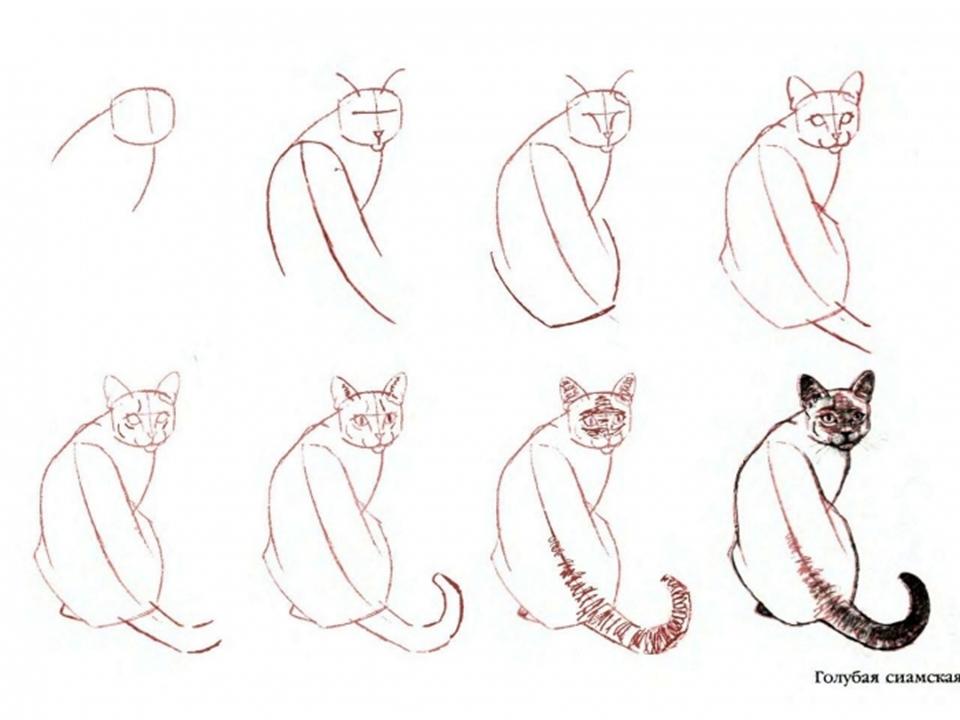 Как нарисовать сиамскую кошку