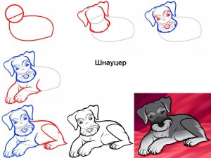 Как нарисовать лежащую собаку (шнауцер)