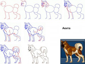 Как нарисовать собаку Акита
