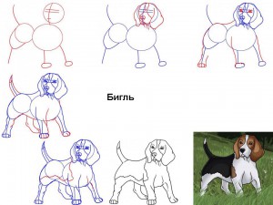 Как нарисовать собаку Бигль