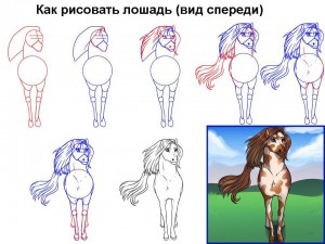 Как рисовать лошадь (вид спереди) 