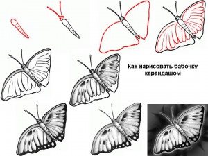 Как нарисовать бабочку карандашом 