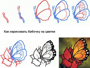 Как нарисовать бабочку на цветке
