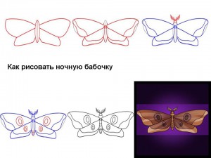 Как рисовать ночную бабочку
