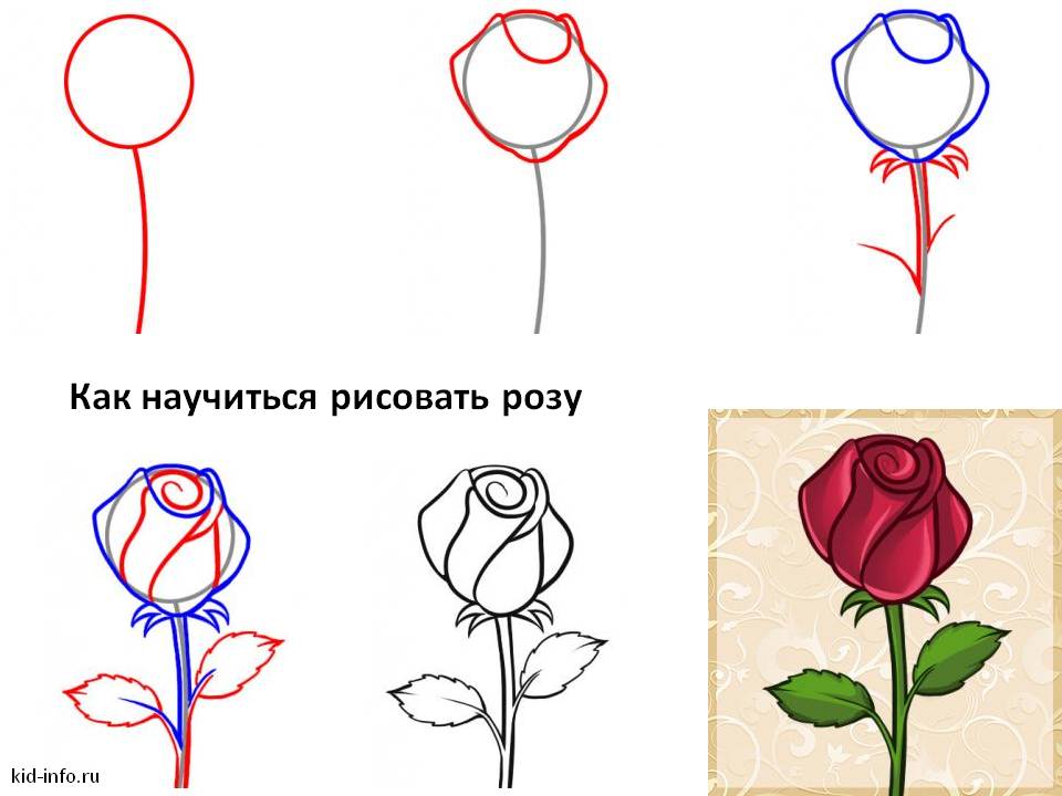Как научиться рисовать розу