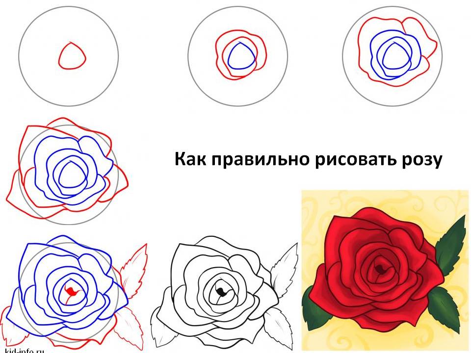 Розочек как правильно. Схема рисования розы. Пошаговое рисование розы. Рисование розы для детей.