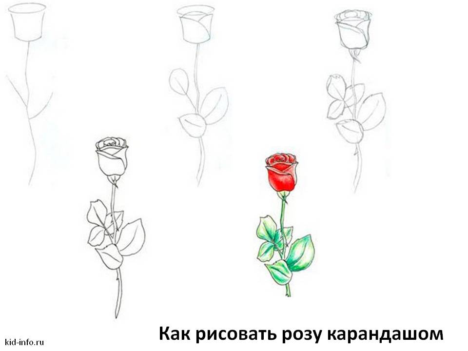 Как рисовать розу карандашом