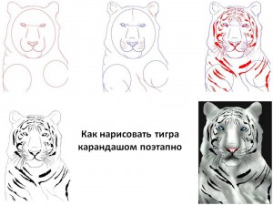 Как нарисовать тигра карандашом поэтапно 