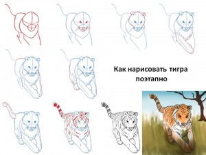 Как нарисовать тигра поэтапно 