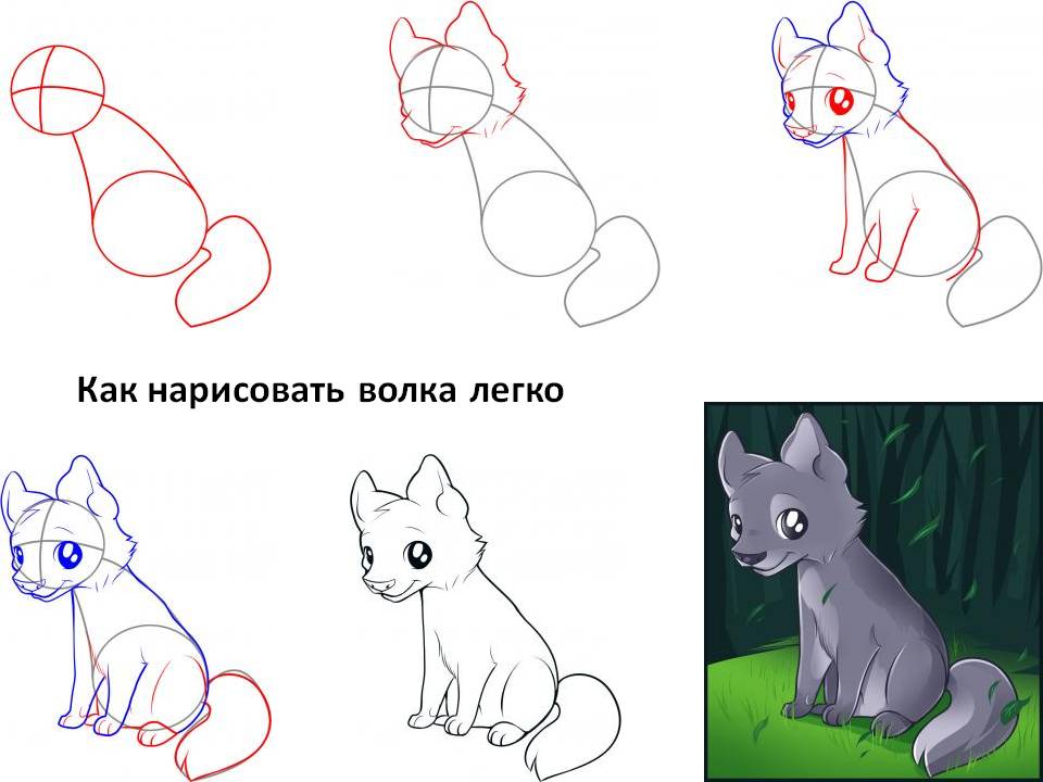 Как нарисовать волка легко