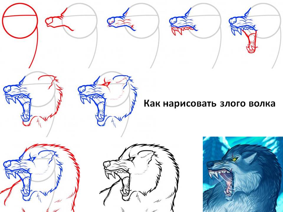 Как нарисовать злого волка