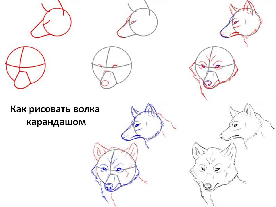 Как рисовать волка карандашом