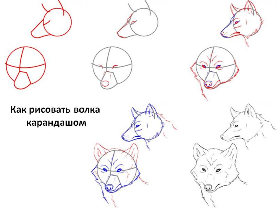 Как нарисовать волка поэтапно для детей