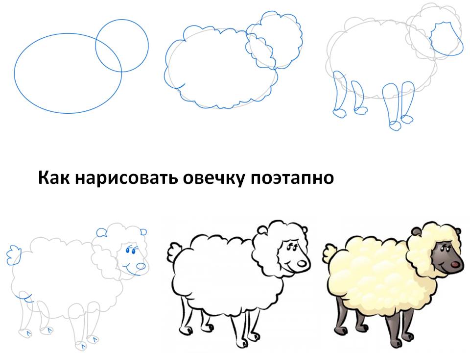 Как нарисовать овечку поэтапно