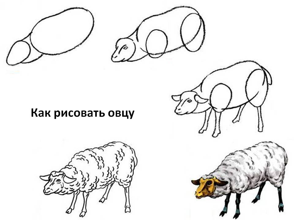 Как рисовать овцу