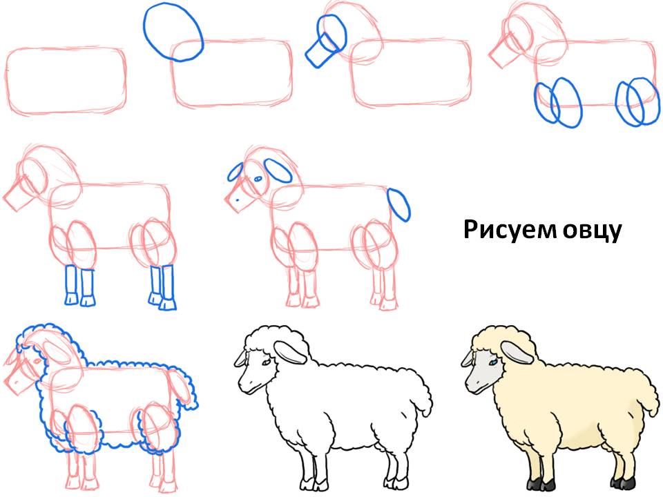 Рисуем овцу