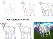 Как нарисовать козла