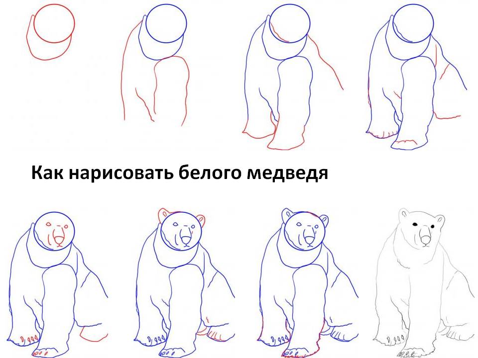 Как нарисовать медведя белого