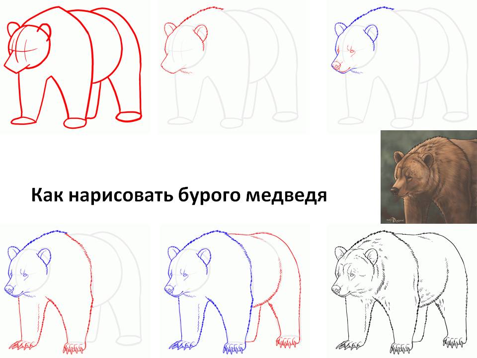 Как нарисовать медведя бурого
