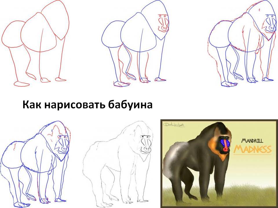 Как нарисовать бабуина