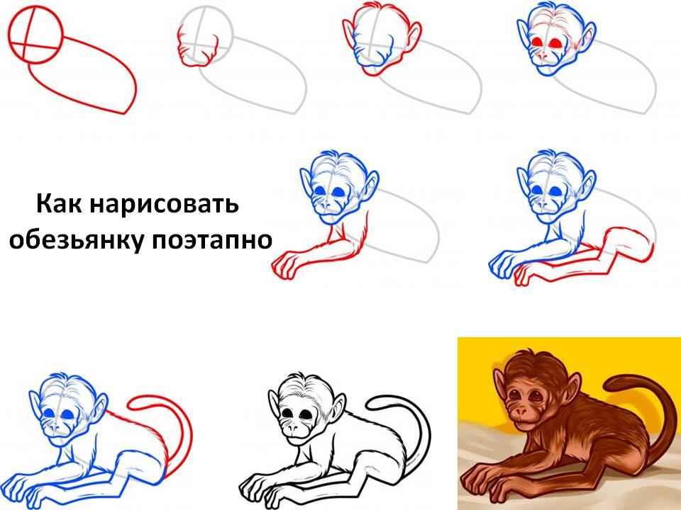 Как нарисовать обезьянку поэтапно