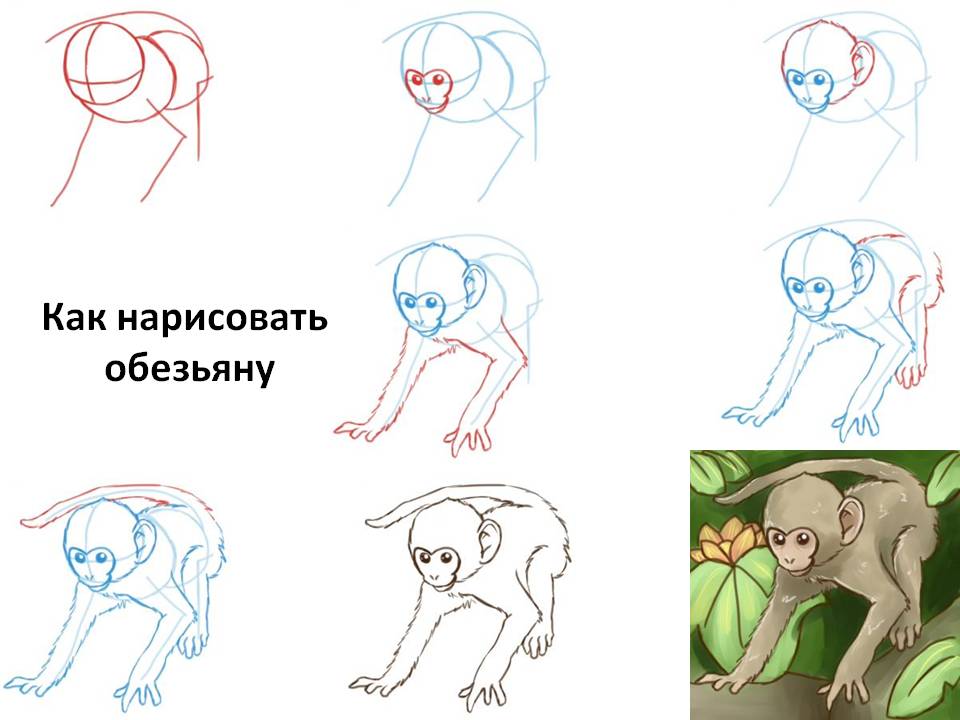 Как нарисовать обезьяну