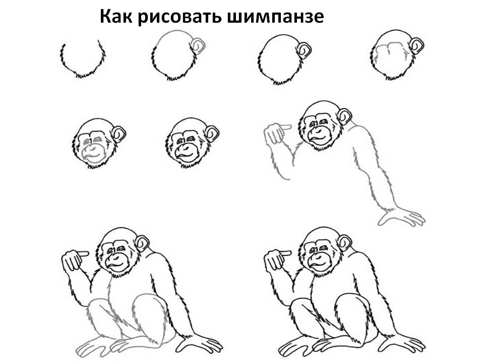 Как рисовать шимпанзе