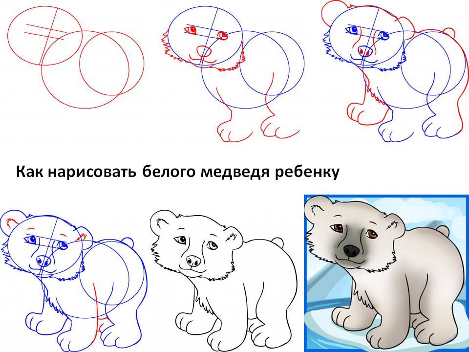 Как нарисовать белого медведя ребёнку