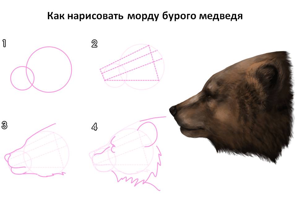 Как нарисовать морду бурого медведя