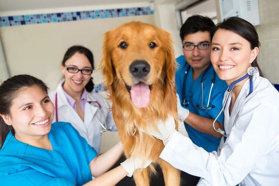 6 преимуществ ветеринарных услуг с выездом на дом