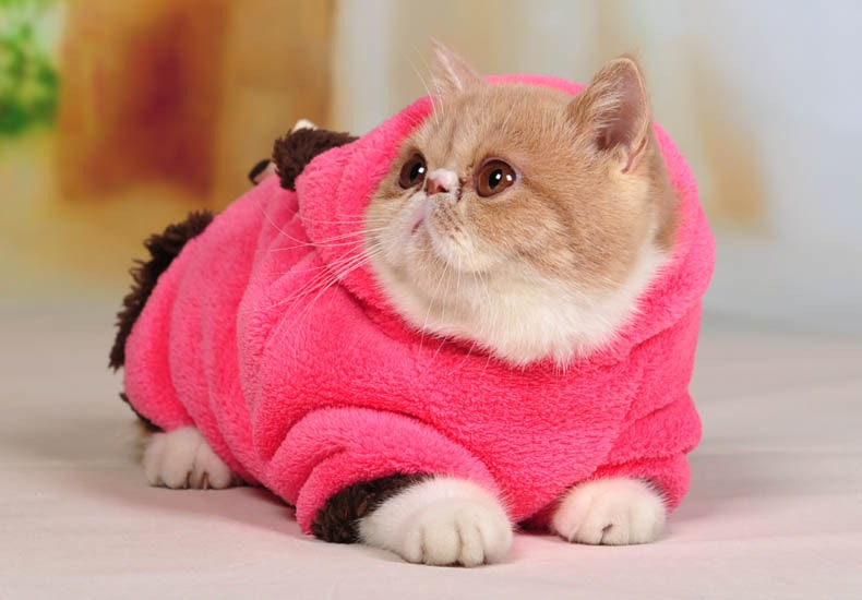 Одежда для кошек: прихоть хозяина или необходимость?