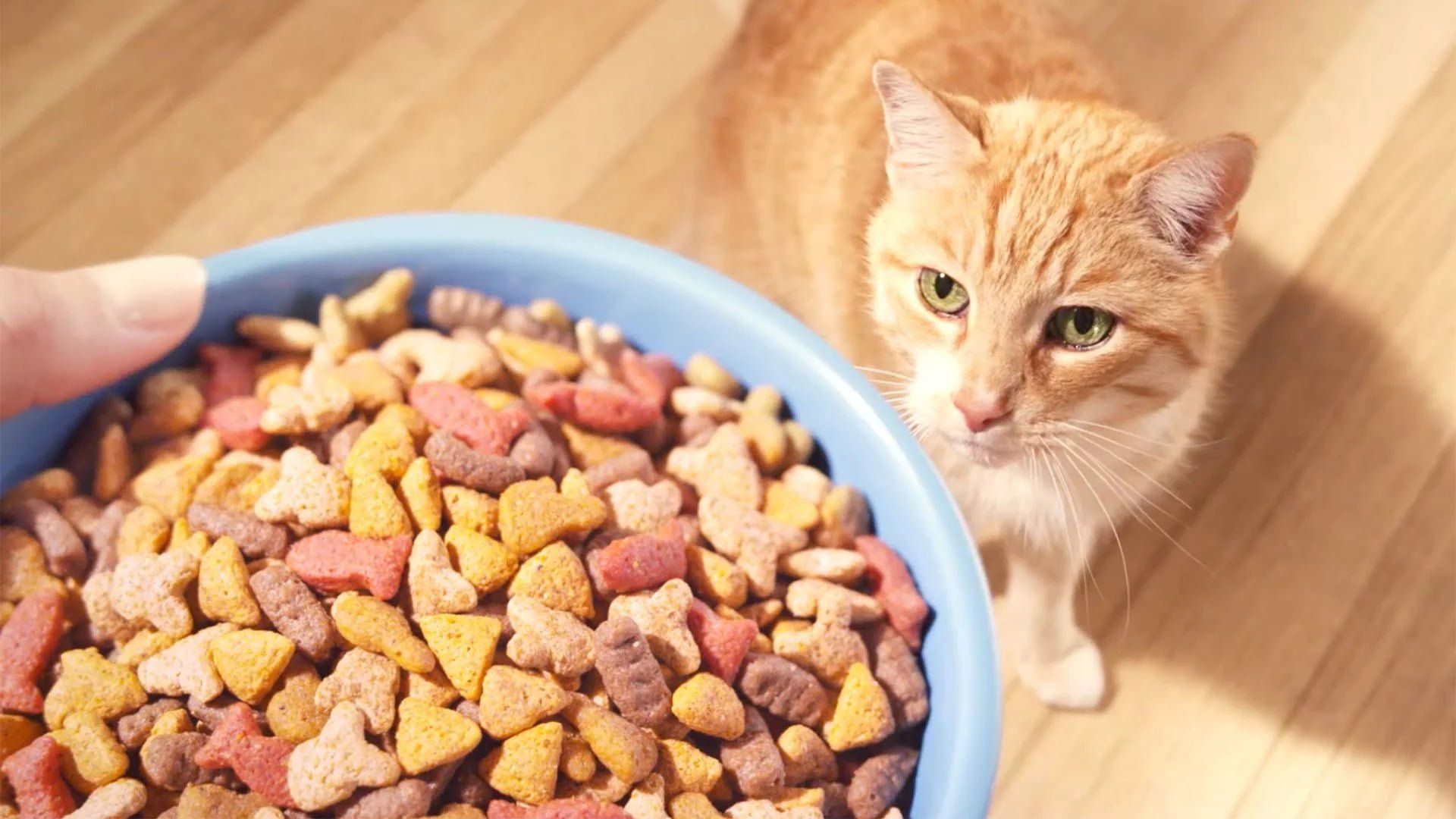 Правильная еда для вашей кошки. Как выбрать самый подходящий корм для пушистого питомца