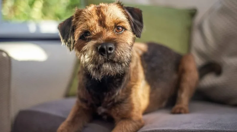 Бордер-терьер: подробный обзор породы